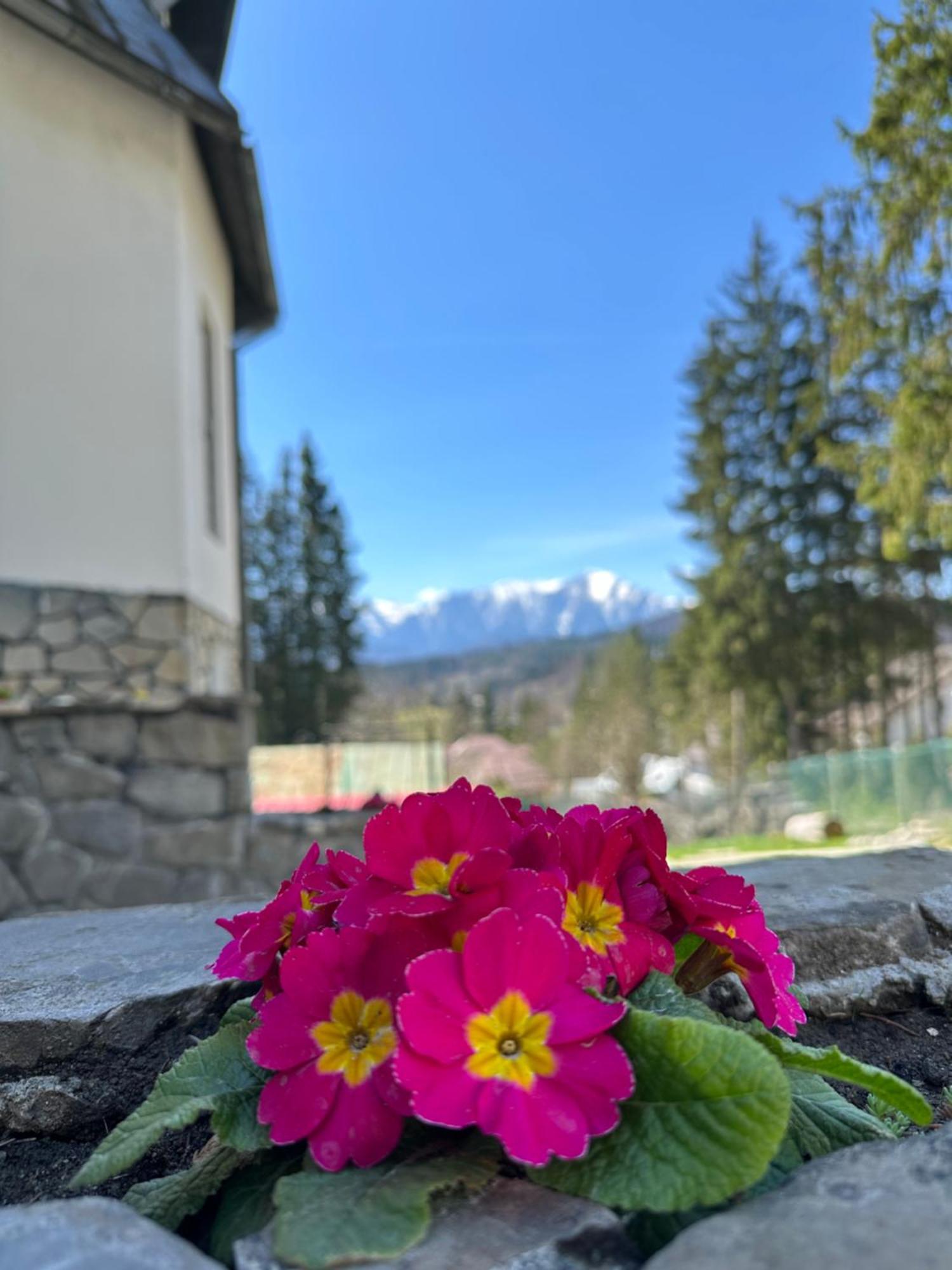 Pine Peak Apartments Predeal Buitenkant foto